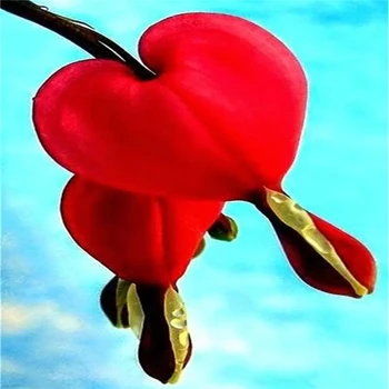 Çan Orkide Aromaterapi Kokulu Bitkiler zambak çiçeği Tütsü Mum 200 Adet 3