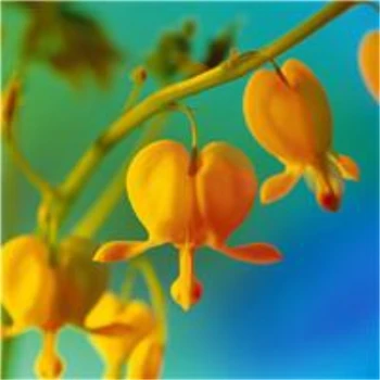 Çan Orkide Aromaterapi Kokulu Bitkiler zambak çiçeği Tütsü Mum 200 Adet 5